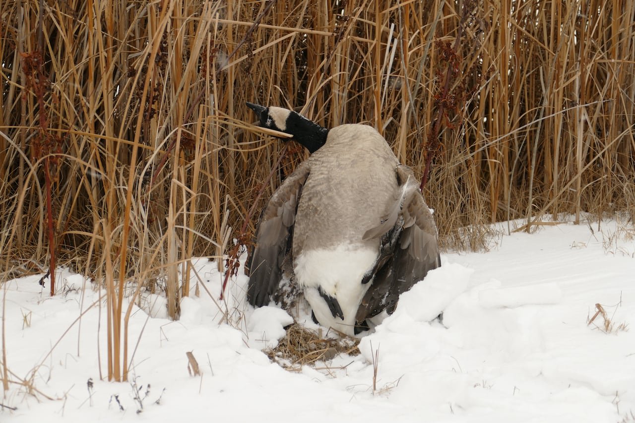 Dead birds found in Niverville, Man., on Dec. 5.