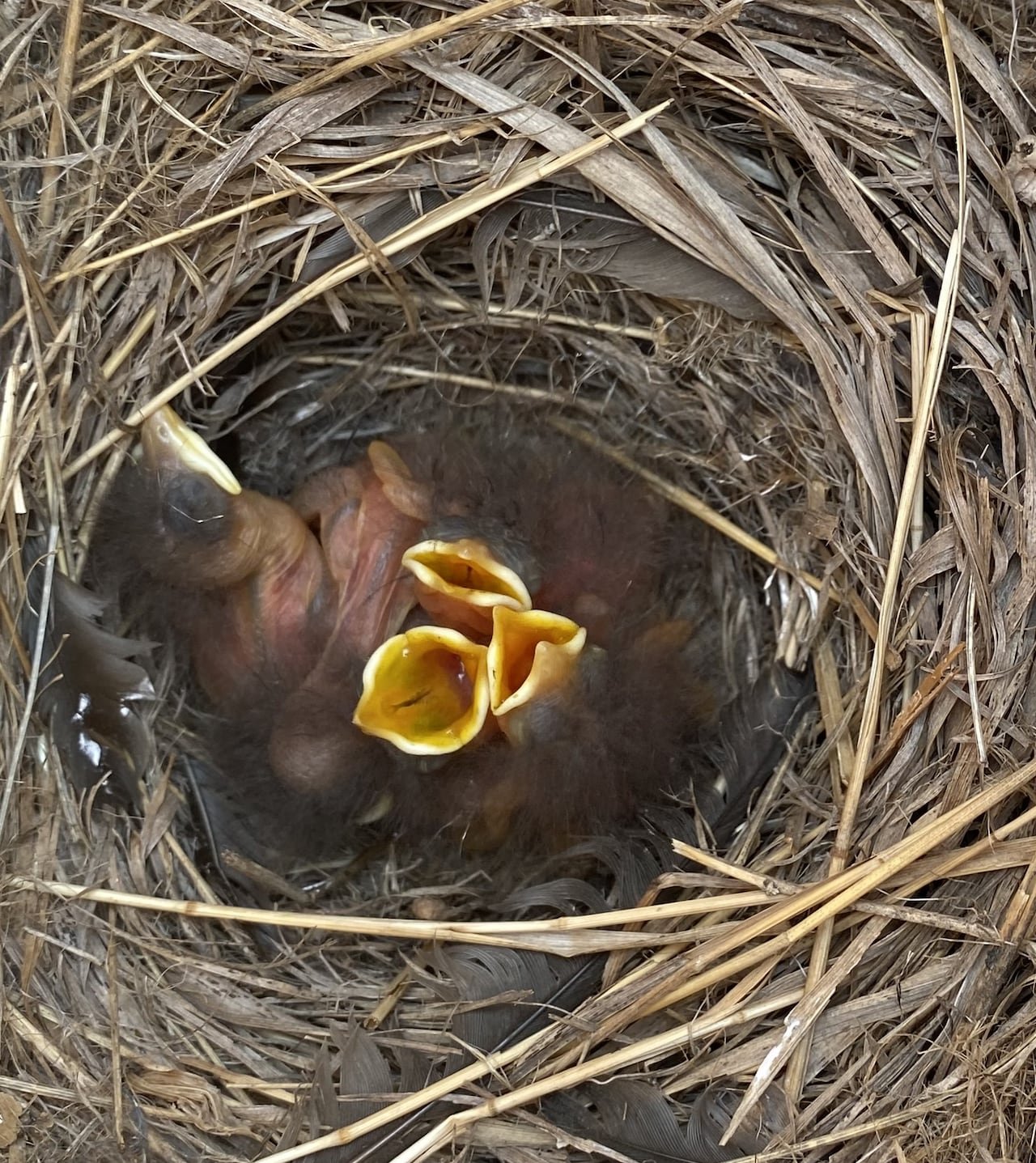 Several baby birds in a bird nest with their beaks open wide.