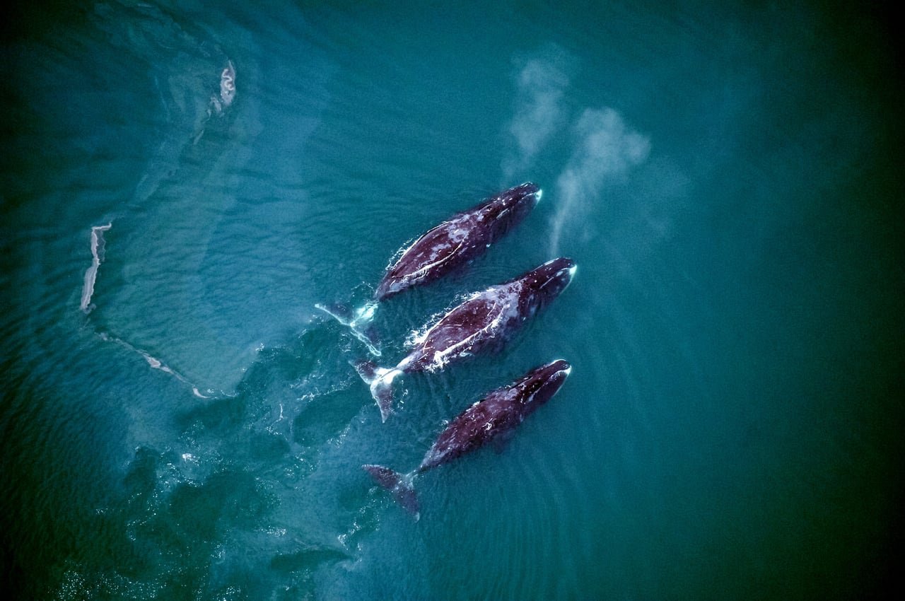 Three gray and black whales spout water above blue waters.