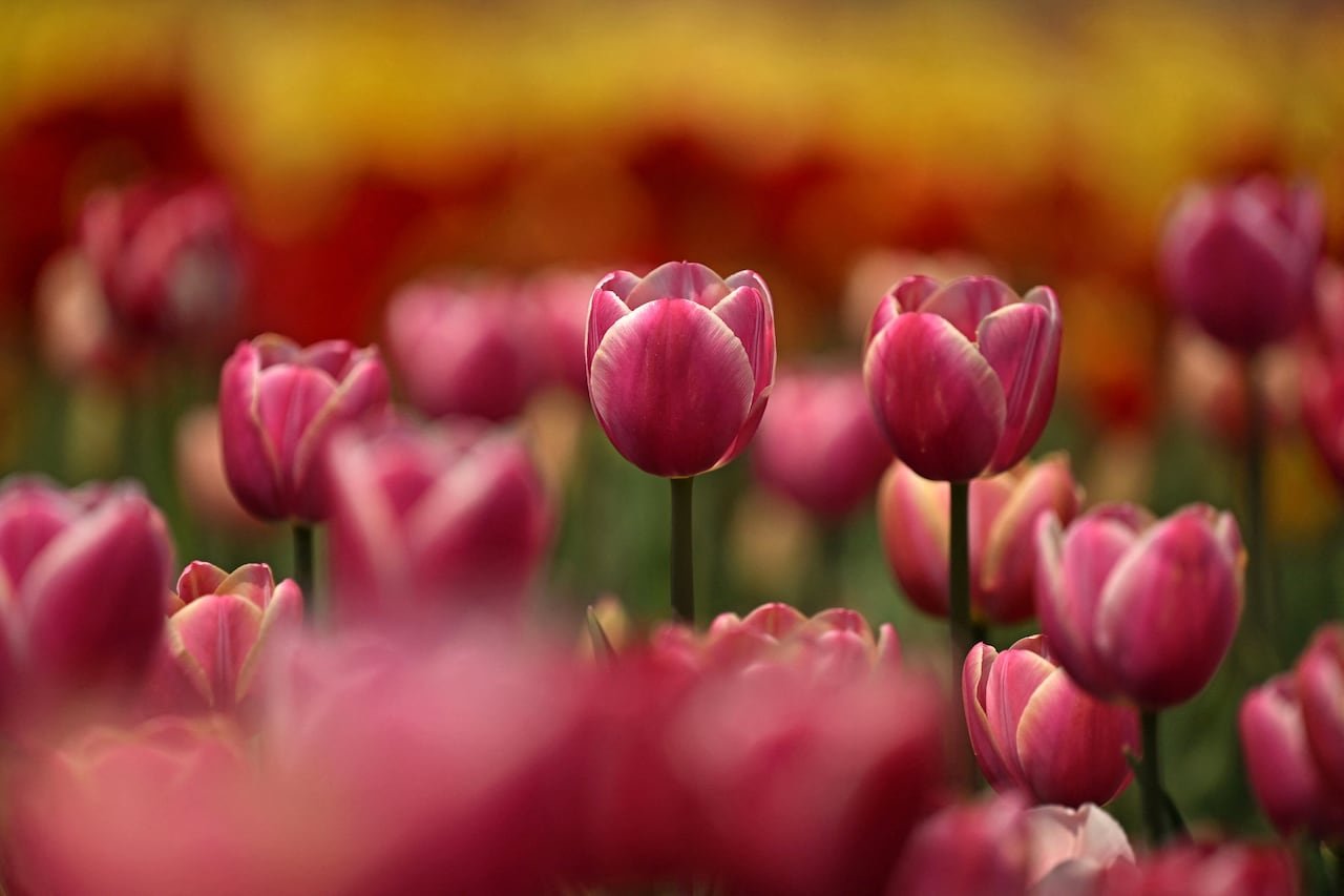 Pink tulip flowers grow in a field.