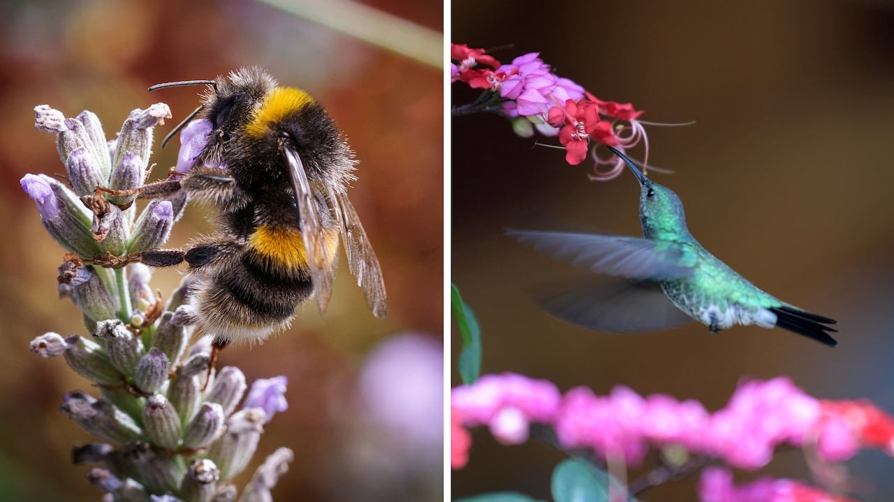 A composite image featuring a bee on a lavender flower and a hummingbird extracting nectar.