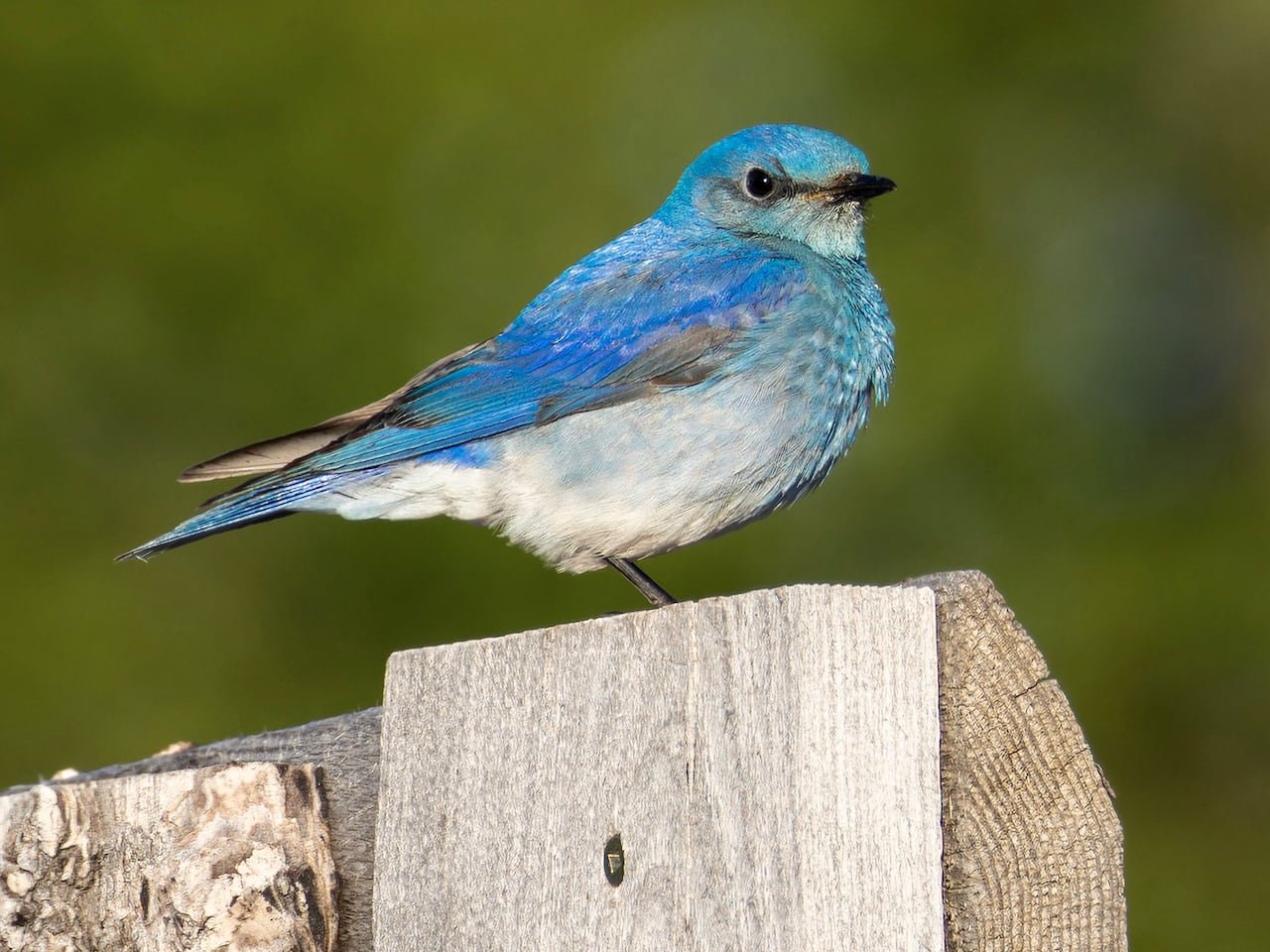 default-373 A mountain bluebird.