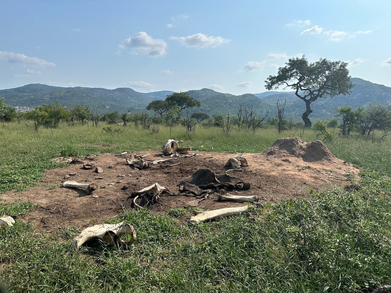 Image depicting a barren area with elephant bones scattered