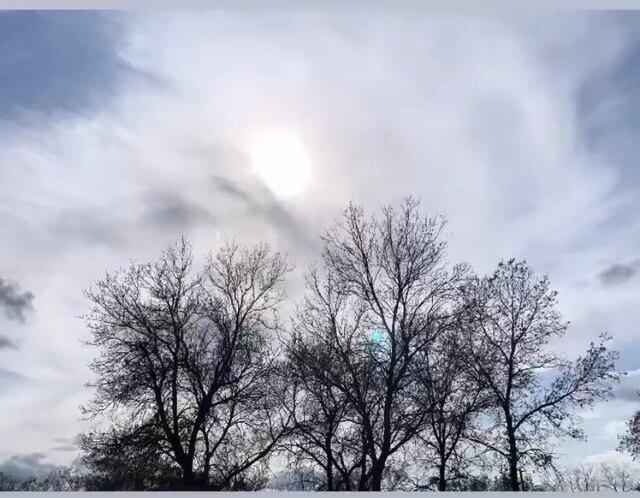 The silhouette of trees against a blue and white sky.